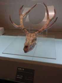 中国観光地・博物館写真館＠西寧の青海省博物館、祖鹿の化石