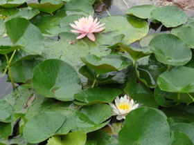 中国観光地・博物館写真館＠西安の世界園芸博覧会、長江の三峡ダムを再現した庭園に咲くスイレンの花