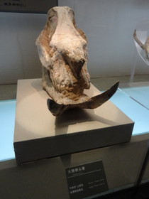 中国観光地・博物館写真館＠西寧の青海省博物館、大きい唇のサイの頭蓋骨の化石