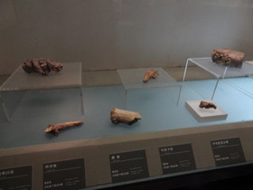 中国観光地・博物館写真館＠西寧の青海省博物館、カモシカや鹿などの化石