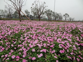 中国の観光地・博物館＠西安の世界園芸博覧会の花壇に植えられた花