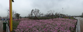 中国の観光地・博物館＠西安の世界園芸博覧会の会場内にかかる陸橋付近に植えられた花