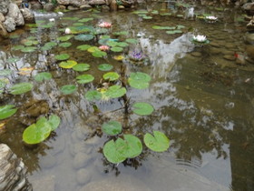 中国旅行記＠西安の世界園芸博覧会の池のある庭園。スイレンの葉が浮かんでる