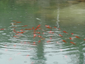 中国の観光地・博物館＠西安の世界園芸博覧会の安康園の池で見た鯉