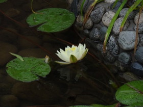 西安エキスポ＠世界園芸博覧会の咸陽園という庭園の池に咲いていた蓮の花