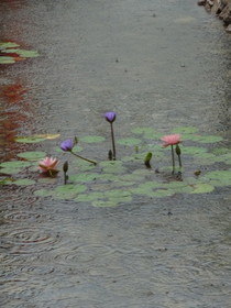 中国旅行記＠西安の世界園芸博覧会、澳門園の池に咲く花