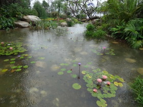 西安エキスポ＠世界園芸博覧会、広東広州園の池とスイレンの花