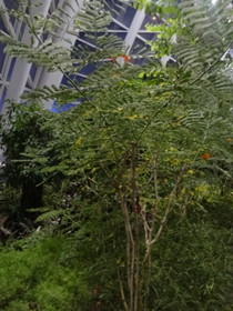 西安エキスポ＠世界園芸博覧会、自然館に植えられた植物や木々