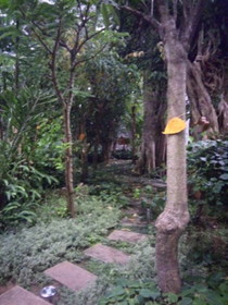 西安エキスポ＠世界園芸博覧会、自然館に植えられた植物と木々