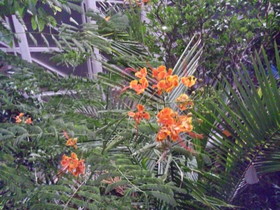 西安エキスポ＠世界園芸博覧会、自然館に咲く花をSH-03Cで撮影