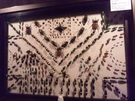 西安エキスポ＠世界園芸博覧会、自然館の昆虫の標本を使ったアート作品の展示