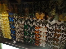 西安エキスポ＠世界園芸博覧会、自然館の昆虫、蝶の標本の展示