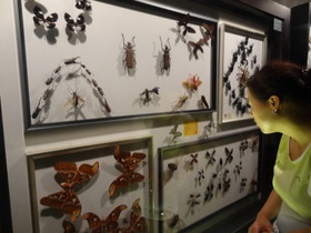 西安エキスポ＠世界園芸博覧会、自然館の昆虫標本の展示