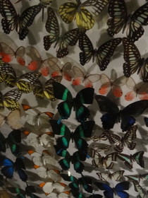 西安エキスポ＠世界園芸博覧会、自然館の昆虫、世界のアゲハチョウの標本の展示