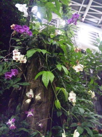 中国観光地・博物館写真館＠西安の世界園芸博覧会の自然館に咲く花