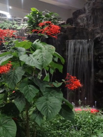 中国観光地・博物館写真館＠西安の世界園芸博覧会、自然館に咲く花と滝